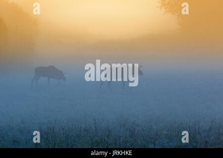 Bull moose on a meadow in a foggy dawn light Stock Photo