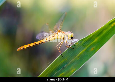 Sympetrum striolatum, also known as common darter, eating an insect Stock Photo