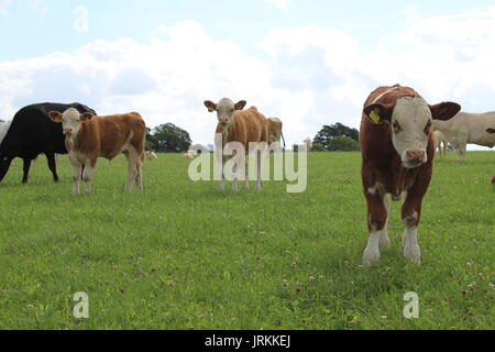 Simmental calve outside on grass Stock Photo