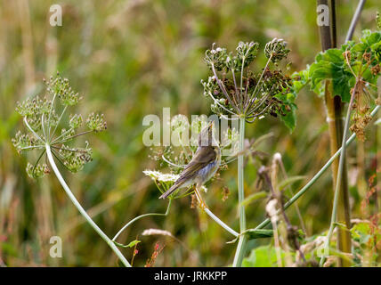 Willow warbler feeding on seedhead Stock Photo