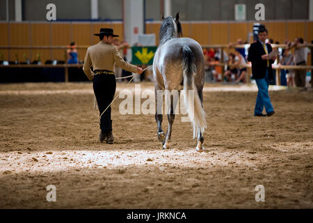 Equestrian test of morphology to pure Spanish horses, Spain Stock Photo