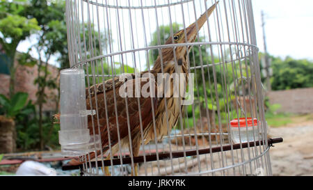 brown stork in cage Stock Photo