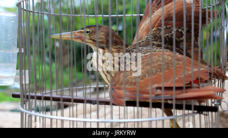 brown stork in cage Stock Photo