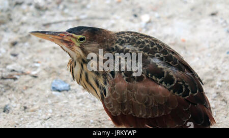 brown stork in cage Stock Photo