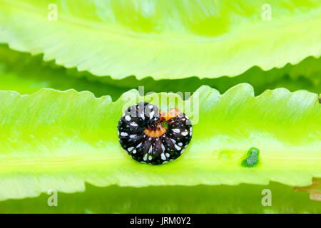 caterpillar on leaf Stock Photo