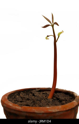 seedling isolated on white background Stock Photo