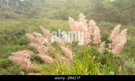 feather grass Stock Photo