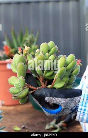 Cotyledon tomentosa or known as Bear's Paw Stock Photo