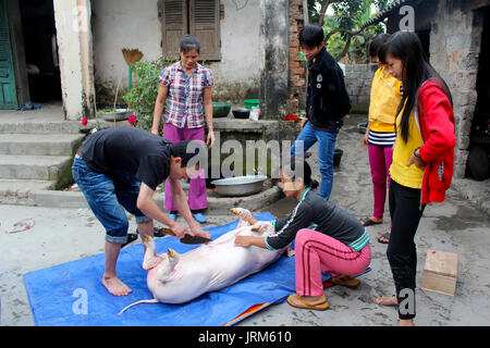 HAI DUONG, VIETNAM, JULY, 4: Asian group killed pig for ...