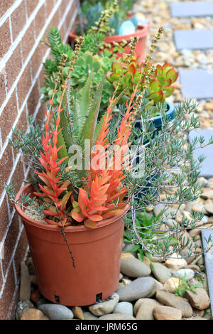 Aloevera, Pig face and Crassula Capitella Campfire Succulents growing in a pot Stock Photo