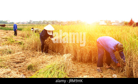 HAI DUONG, VIETNAM, November, 6: Vietnamese farmers harvest on a rice field on November 6, 2013 in Hai Duong, Red River Delta, Vietnam. Rice cultivati Stock Photo