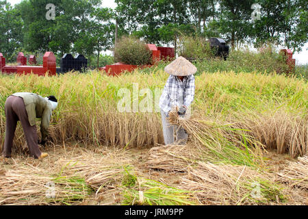 HAI DUONG, VIETNAM, November, 6: Vietnamese woman farmer harvest on a rice field on November 6, 2013 in Hai Duong, Red River Delta, Vietnam. Rice cult Stock Photo