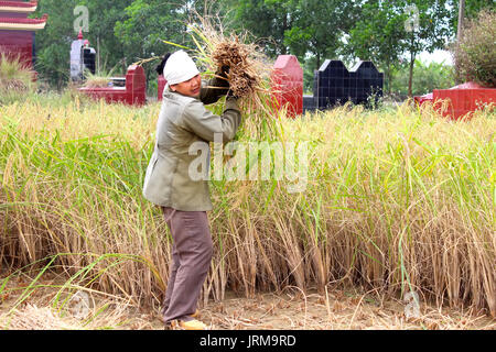 HAI DUONG, VIETNAM, November, 6: Vietnamese woman farmer harvest on a rice field on November 6, 2013 in Hai Duong, Red River Delta, Vietnam. Rice cult Stock Photo