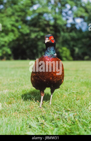 Common Pheasant, (Phasianus colchicus), Kew Gardens, London, United Kingdom Stock Photo