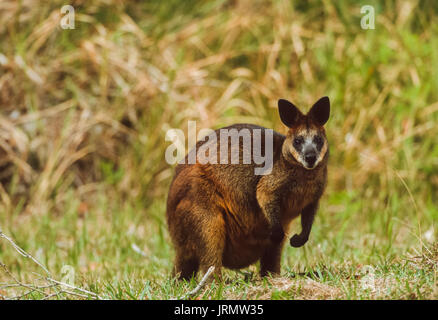 Swamp Wallaby, (Wallabia bicolor), Byron Bay, New South Wales, Australia Stock Photo