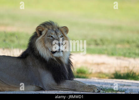 Lion (Panthera leo), black-maned male, resting, rainy season with green surroundings, Kalahari Desert Stock Photo