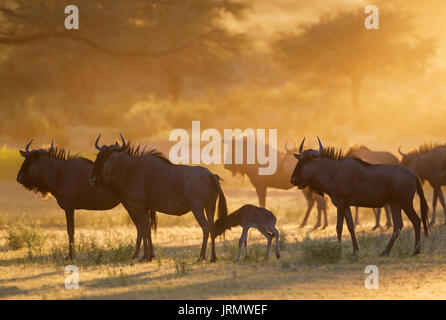 Blue Wildebeests (Connochaetes taurinus), herd with newly born calf at sunrise, Kalahari Desert, Kgalagadi Transfrontier Park Stock Photo