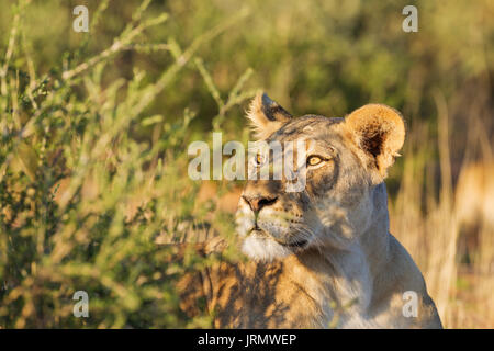 Lioness (Panthera leo), alert female, observing her surroundings, portrait, Kalahari Desert, Kgalagadi Transfrontier Park Stock Photo