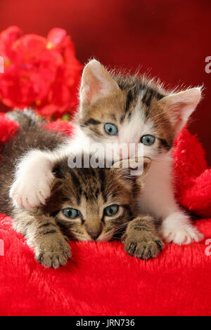 two kittens, 7 weeks old, black tabby and black tabby white, lying on red velvet and cuddling Stock Photo