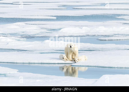 A mother polar bear with her two cubs in the arctic sea ice Stock Photo