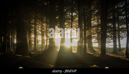 Pine forest with the last of the sun shining through the trees Stock ...