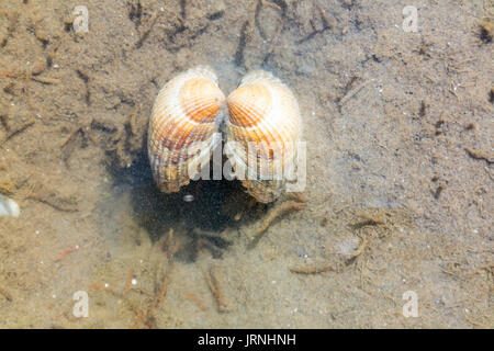 Common cockle, Cerastoderma edule, underwater in shallow water of mud flat at low tide on Waddensea, Netherlands Stock Photo