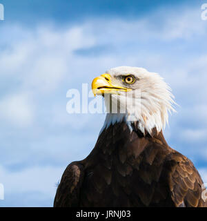 Portrait of head of American bald eagle, Haliaeetus leucocephalus against blurred sky Stock Photo