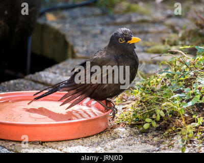 Portrait of wet male adult common blackbird, Turdus merula, sitting on edge of water bowl after taking a bath Stock Photo