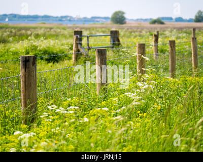 Fence of wooden posts, barbed wire and mesh surrounded by lush vegetation, grass and weed in nature reserve Quackgors, Netherlands Stock Photo