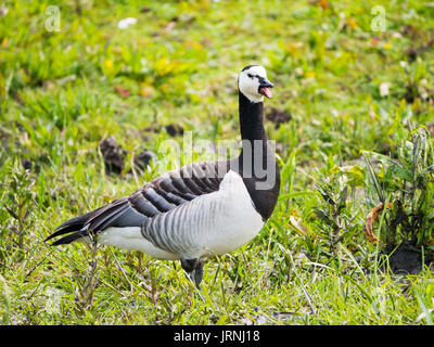 Portret of adult barnacle goose, Branta leucopsis standing in field with open mouth honking Stock Photo