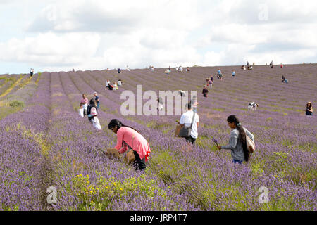 Lavender Farm, Hitchin, UK. 6th August 2017. People taking cuttings of Lavendula or Lavender Flowers in fields in Hitchin Hertfordshire England on warm sunny Sunday in August. Martin Parker/Alamy Live News Stock Photo