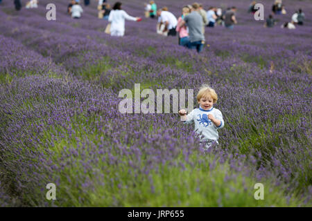 Hitchin Lavender, Cadwell Farm, Hertfordshire. UK 6 Aug 2017 - A child in lavender filed on a sunny and warm August day, at Hitchin Lavender in Cadwell Farm, near Ickleford in Hertfordshire. Credit: Dinendra Haria/Alamy Live News Stock Photo