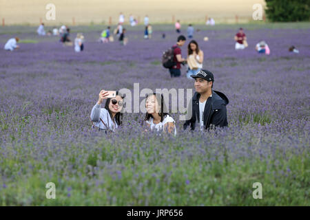 Hitchin Lavender, Cadwell Farm, Hertfordshire. UK 6 Aug 2017 - Visitors taking selfie the lavender field on a sunny and warm August day, at Hitchin Lavender in Cadwell Farm, near Ickleford in Hertfordshire. The farm is famous for its spectacular lavender fields during the summer months, and grows lavender commercially for visitors to pick them. Credit: Dinendra Haria/Alamy Live News Stock Photo