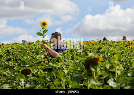 Hitchin Lavender, Cadwell Farm, Hertfordshire. UK 6 Aug 2017 - Sunflowers in full bloom as hundreds of visitors arrive to Cadwell farm near Ickleford in Hertfordshire. Famous for its lavender and sunflower fields, the farm also grows a large field of attractive sunflowers for visitors to enjoy. Credit: Dinendra Haria/Alamy Live News Stock Photo