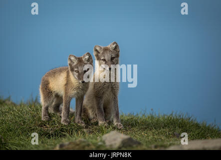 Arctic fox two cubs standing on grass with blue sky above, Svalbard Stock Photo