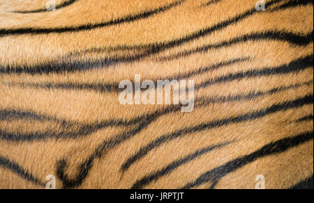 background textured of bengal tiger fur close up Stock Photo