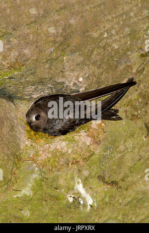 Black Swift  Cypseloides niger Box Canyon Falls, Ouray County, Colorado, United States 29 June 2017      Adult on nest.       Apodidae Stock Photo