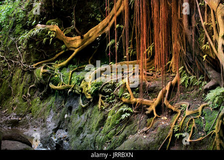 Roots and vines in a rain forest. Stock Photo