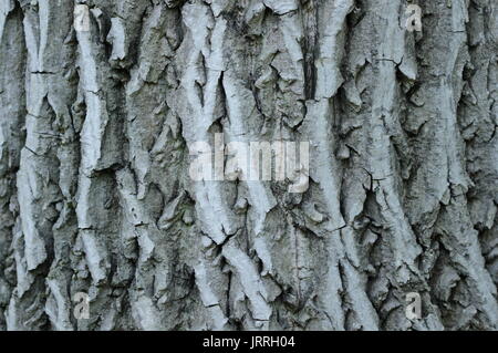 Walnut tree bark Stock Photo