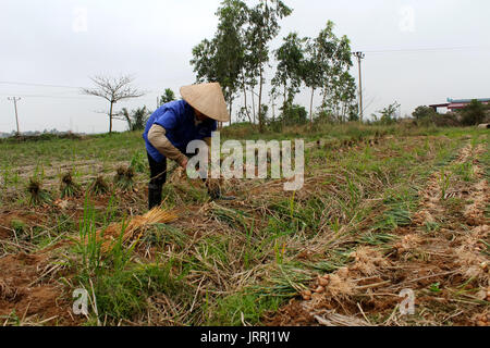 HAI DUONG, VIETNAM, August 1: Vietnamese farmer harvest onion in the field on August 1, 2013 in Hai Duong, Vietnam. For many farmers onion is the main Stock Photo