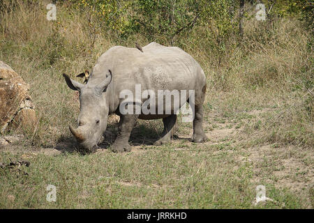 white Rhino in the Krueger National Park Stock Photo