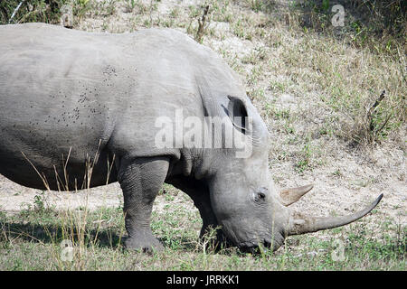 white Rhino in the Krueger National Park Stock Photo