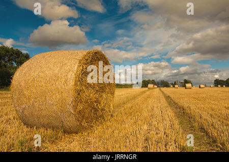 UK FArming - round bales of barley straw awaiting collection from the field July 2017 with copy space Stock Photo