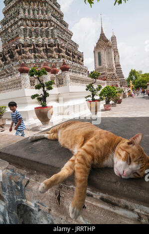 Cat resting  in the grounds of the Wat Arun temple, on the Chao Phraya River. Yai district, Bangkok, Thailand Stock Photo