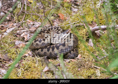 Female adder (Vipera berus) coiled up in heathland in Surrey, UK Stock Photo