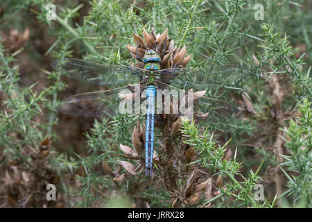 Close-up of emperor dragonfly (Anax imperator) on gorse bush in heathland habitat in Surrey, UK Stock Photo