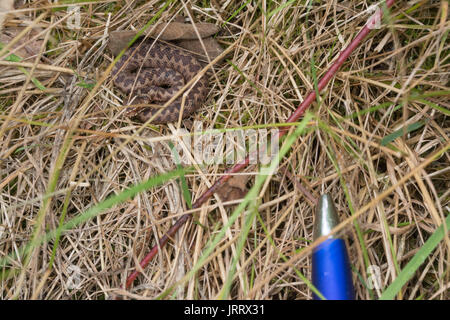 Newborn adder (Vipera berus) coiled up in the vegetation in Surrey, UK, with pen for scale Stock Photo