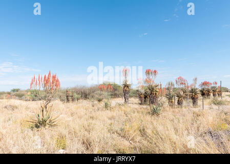 Flowering Windhoek or Mountain Aloes, Aloe littoralis, growing next to the B1-road north of Otjiwarongo in the Otjozondjupa Region of Namibia Stock Photo