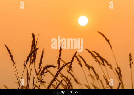 sun and weeds with orange yellow tones Stock Photo