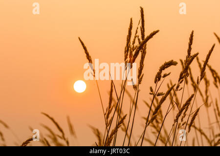 sun and weeds with orange yellow tones Stock Photo